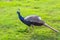 Many blue peacocks are foraging on the grass