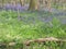 many bluebells in an open woodland landscape