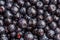 Many blueberries