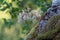 Many bluish-white flowers of saxifraga cotyledon on the rock