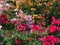 Many bougainvillea flowers, Nature background, Bougainvillea is a thorny ornamental vines.