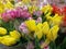Many bouquets of multicolored tulips