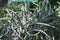 Many branches of Madagascar cactus with spikes.