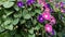 Many bright flowers purple morning glory or Ipomoea purpurea grow among lush green foliage and sway in wind on a sunny