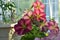 Many bright petunia flowers in small vivid garden on the balcony