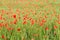 Many bright red poppies growing in unripe wheat field