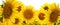 Many bright sunflowers on white. Banner design