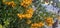 Many bright yellow firethorn berries (Pyracantha coccinea \\\'Soleil d\\\'Or\\\') hang on a bush