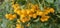 Many bright yellow firethorn berries (Pyracantha coccinea \\\'Soleil d\\\'Or\\\') hang on a bush