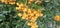 Many bright yellow firethorn berries (Pyracantha coccinea \\\'Soleil d\\\'Or\\\') hang on a bush
