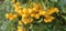 Many bright yellow firethorn berries (Pyracantha coccinea \\\'Soleil d\\\'Or\\\') hang on a bush