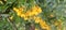 Many bright yellow fountain berries (Pyracantha coccinea \\\'Soleil d\\\'Or\\\') hang on a bush