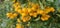 Many bright yellow fountain berries (Pyracantha coccinea \\\'Soleil d\\\'Or\\\') hang on a bush