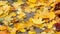 Many bright yellow maple leaves lie on ground