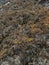 Many brown algae grow on the surface of the coastal rock. Background