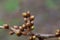 Many brown buds on a thin tree branch