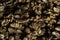 Many brown nuts on a texture background