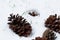 Many Brown pinecones laying in Snow