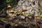Many brown toadstool mushrooms near old stump in sunlight