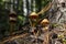 Many brown toadstool mushrooms near old stump in sunlight