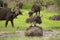 Many Buffalos in the grassland