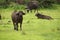 Many Buffalos in the grassland