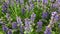 Many bugles with blue flowers in a green meadow in spring in Germany