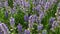 Many bugles in a green meadow in spring in Germany