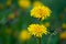 Many bugs and hidden ladybird on a flowering dandelion