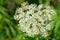 Many bugs, insects visiting Queen Anne s Lace white flowers