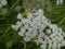 Many bugs on a white blossom