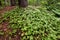 Many Bunchberries (Cornus canadensis)