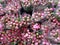 Many bunches of pink budding peonies flowers background