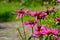 Many butterflies peacock eye on pink flowers, horizontal photo. Clear, summer, sunny day in garden, selective focus