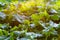 Many cabbage plants on an agricultural field for market gardening, back lit by evening sunlight. Close-up with selective focus