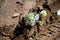 Many Cabbage White butterfly on sand. Pieris canidia.