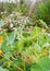 Many cabbage white caterpillars feeding on foliage