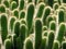 Many cacti
