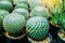 Many cacti are grown in black pots and are sold in the cactus market, Rows of the echinocactus grusonii Cacti in the blurred backg