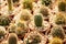 Many cacti in a nursery