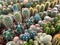 Many cacti in plant store / miniature cactus plants