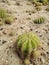 Many cacti on the sand