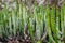 many cactus in a biological park against trees