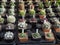 many cactus plants