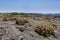 Many Cactuses in lava ground