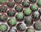 many cactuses for sale at market