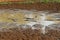 Many caimans in the small water hole - Pantanal, Mato Grosso do Sul, Brazil