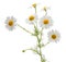 Many camomile flowers and leaves on one stalk on white background