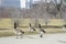 Many Canada geese at Millennium Park