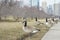 Many Canada geese at Millennium Park